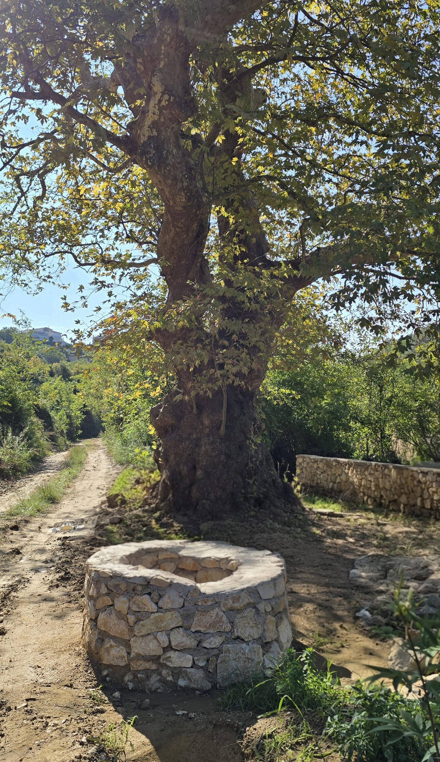 The Well by the Plane Tree